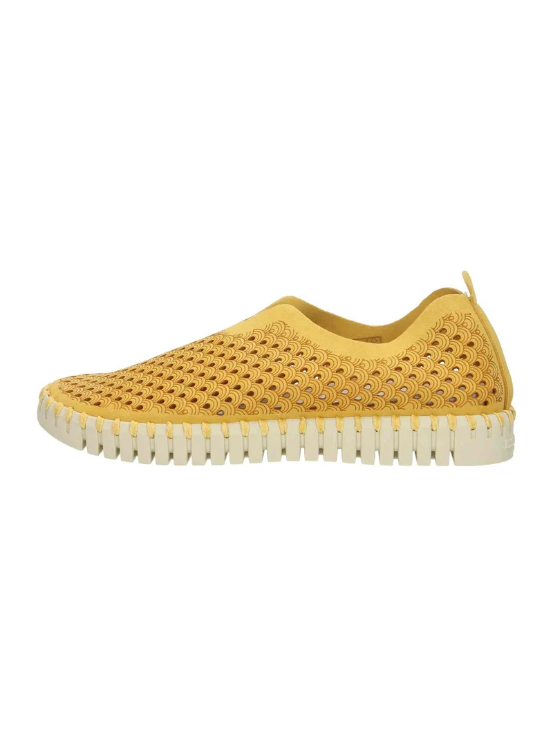 Flats Tulip golden rod